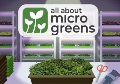 Image from Microgreens website